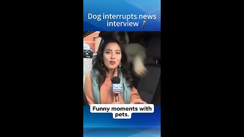 Dog interrupts the interviews 😂