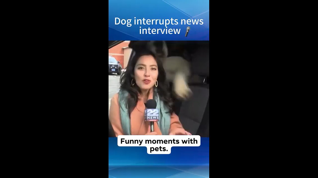 Dog interrupts the interviews 😂