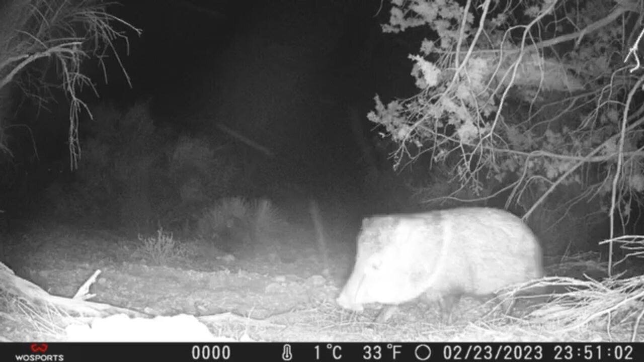 Trail Camera: Javelina Sniffs Cam