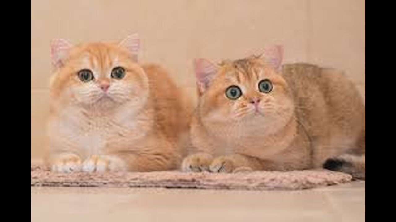 funny cat videos | funny cat videos compilation part-3 | #funny #cat #video #part3