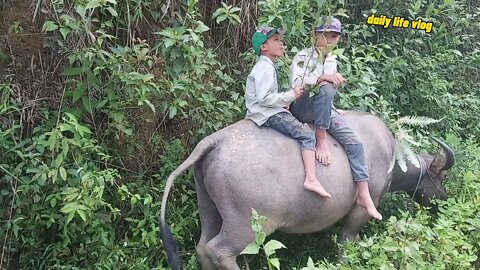 two brothers walking buffalo python sitting on the back of the buffalo