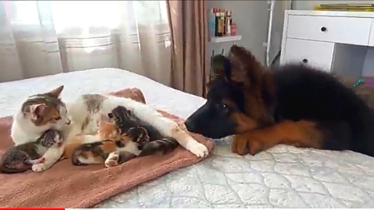 German Shepherd Puppy Meets Mom Cat New Born Kittens For The First Time