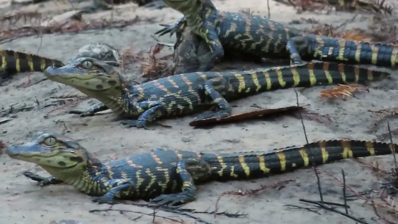 Baby gators