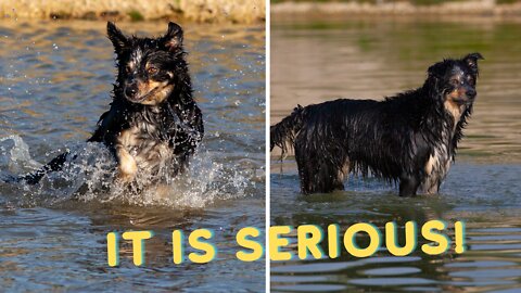How dog likes water