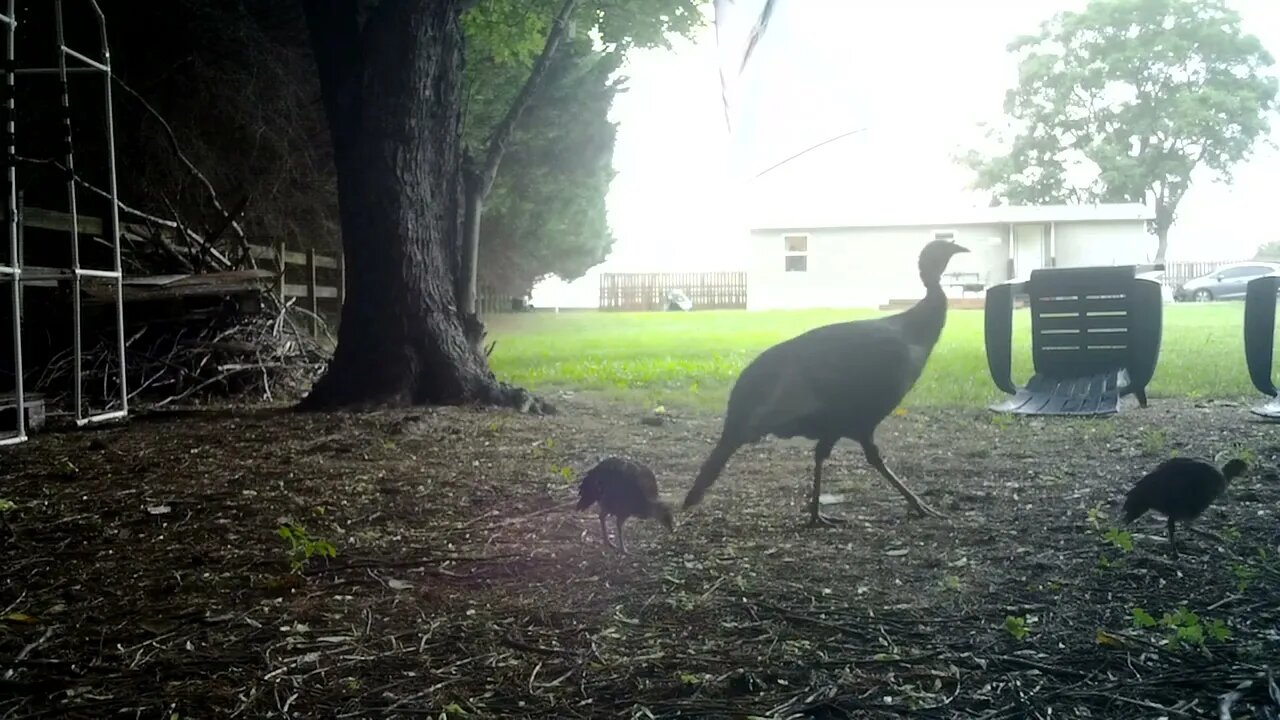 Entire Turkey family passing by Part 2