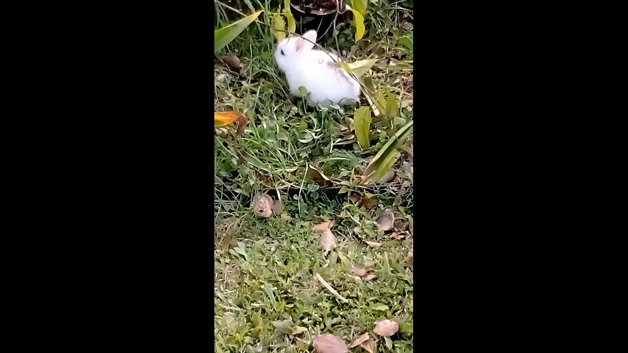 Sweet Suburban Baby Bunnies 🐰🐰😍