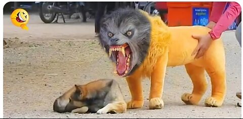 Troll Prank Dog Funny & fake Lion and Fake Tiger Prank To dog & Huge Box Prank to dog