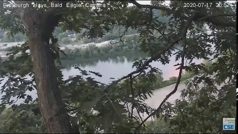 Hays Eagles Dad then Mom flys near nest 2020 07 17 857PM 1076p 30fps H264 128kbit AAC