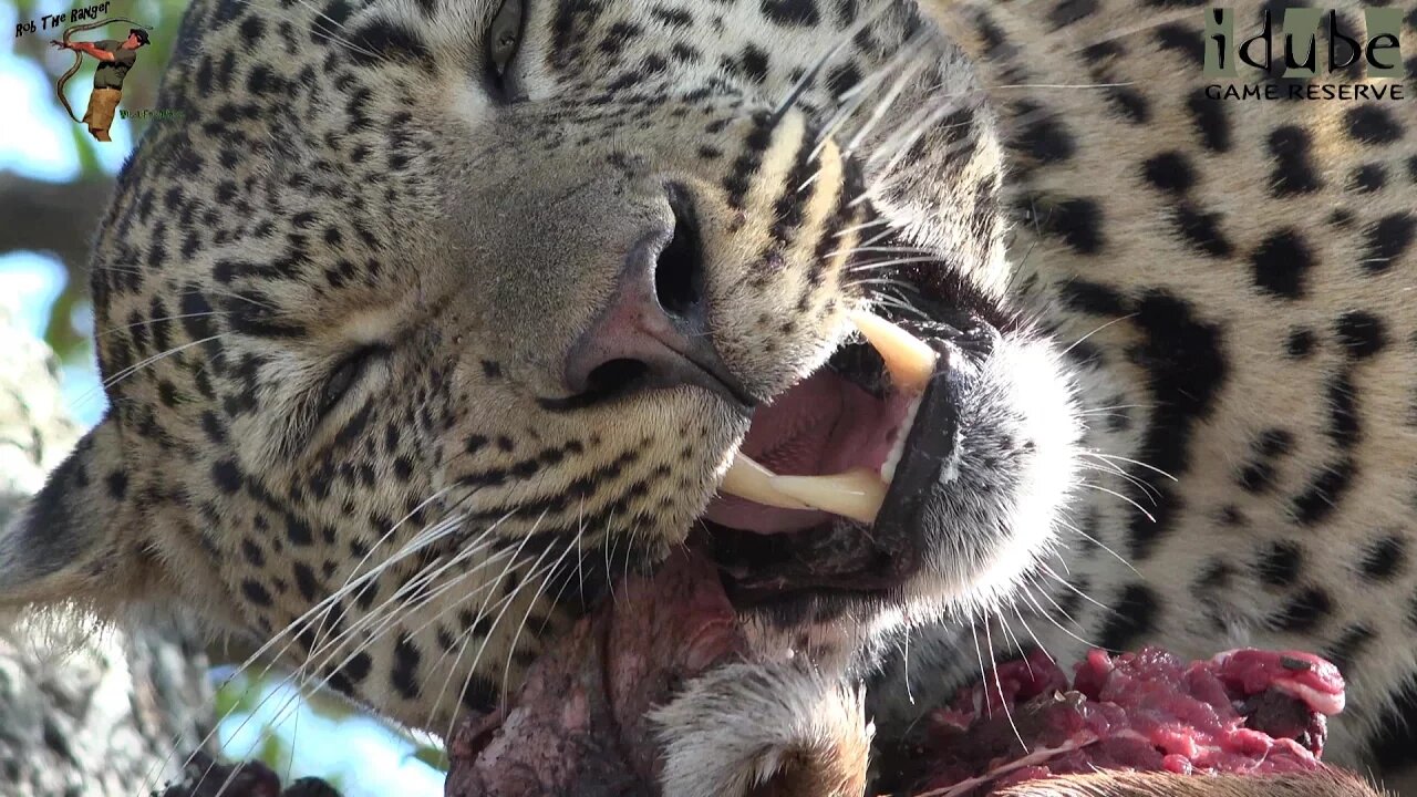 Ravenscourt Male Leopard With An Impala In A Tree