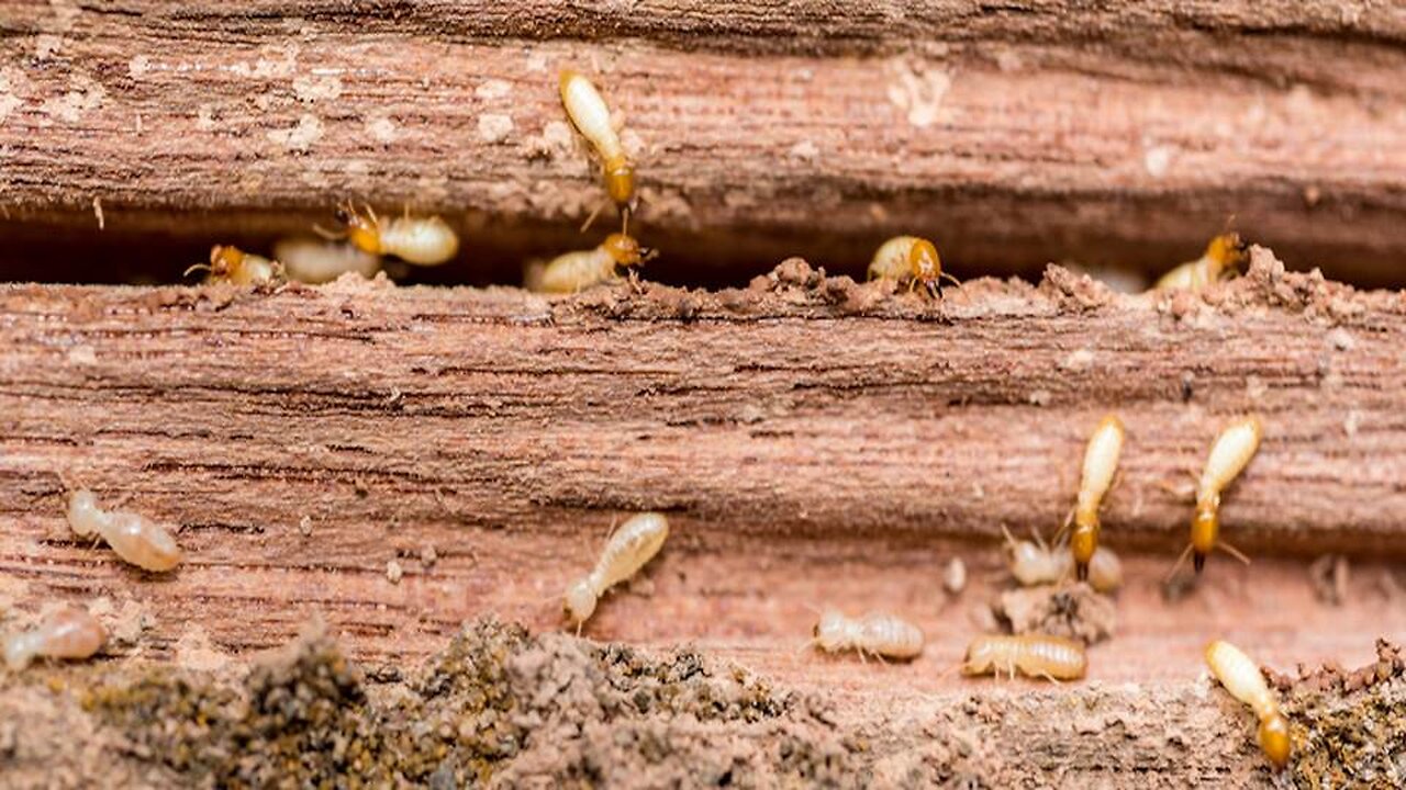 Are RINO Termites Undermining the Election Already?