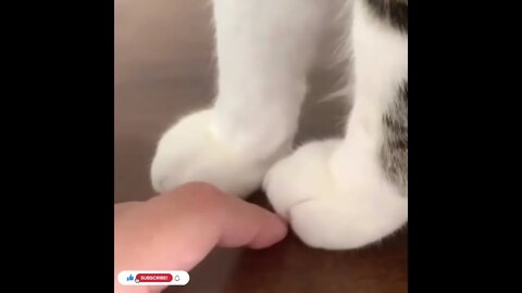 cute cat videos 😹 funny videos 😂977