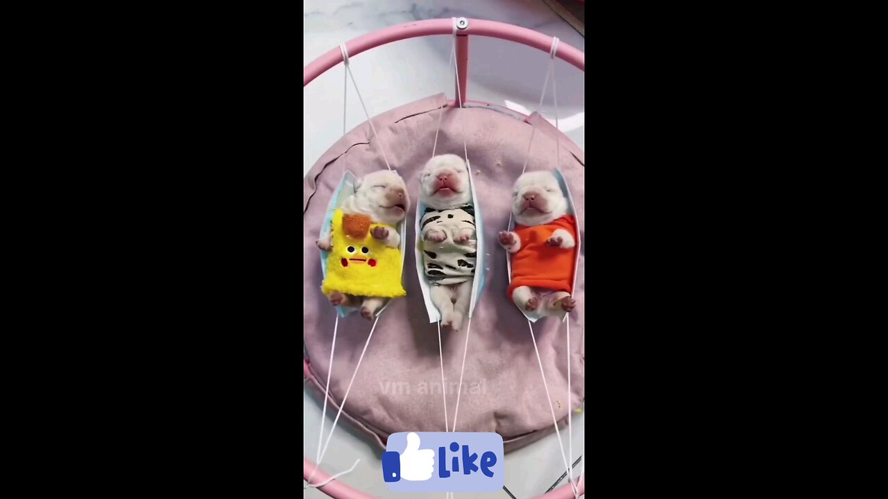 ppa_piu_piu_so_cute_kitten__fun_🐯🐯🐯😱