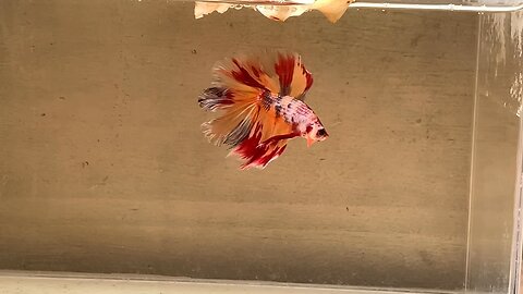 Double Tail Halfmoon betta