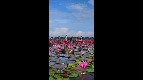 lots of flowers, lotus flower