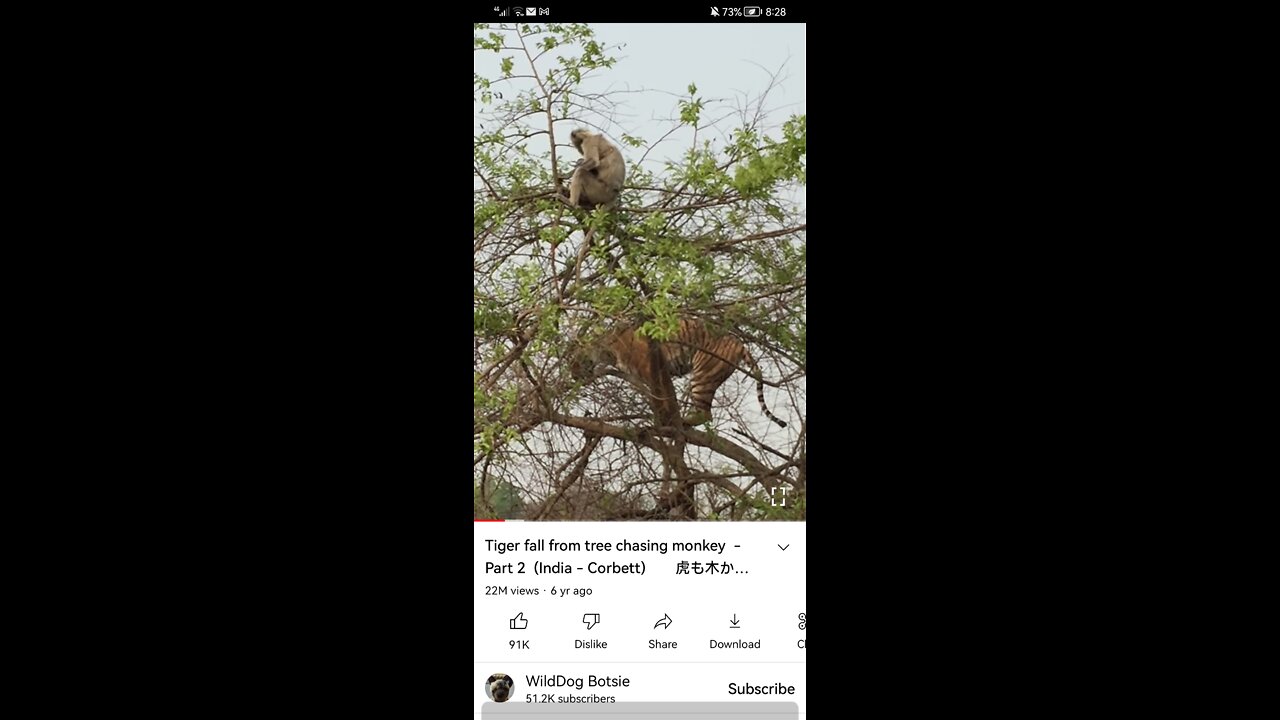 Tiger at monkey