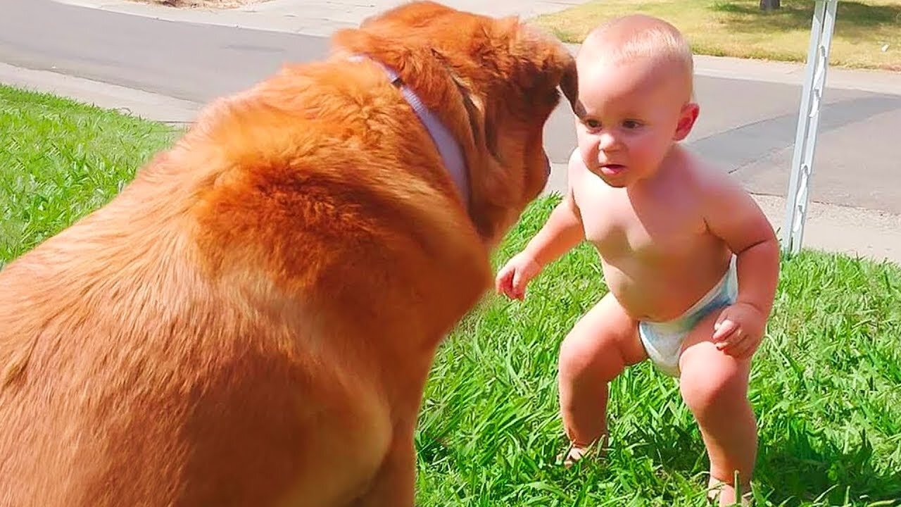 Cute Dogs and Babies are Best Friends - Dogs Babysitting Babies