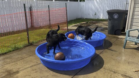 Labs, in Doggie/ kiddie pool