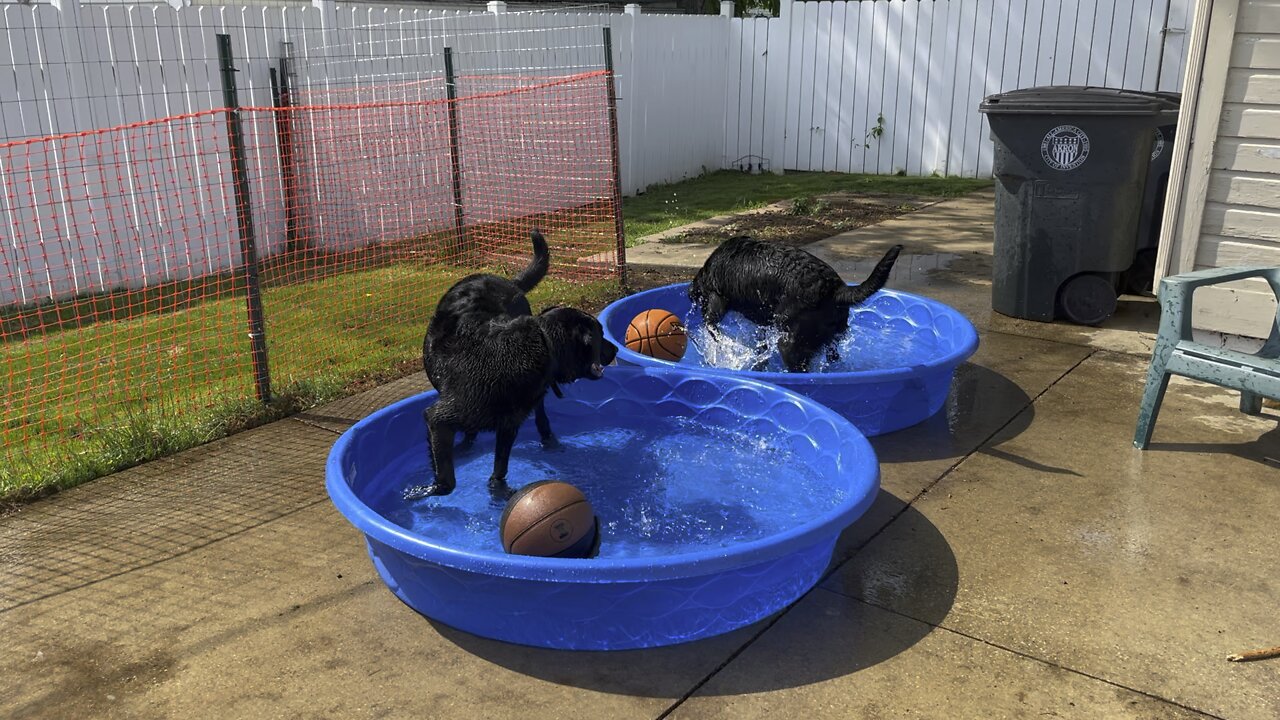 Labs, in Doggie/ kiddie pool