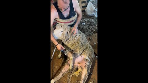 Shearing Brutus the Sheep 🐑