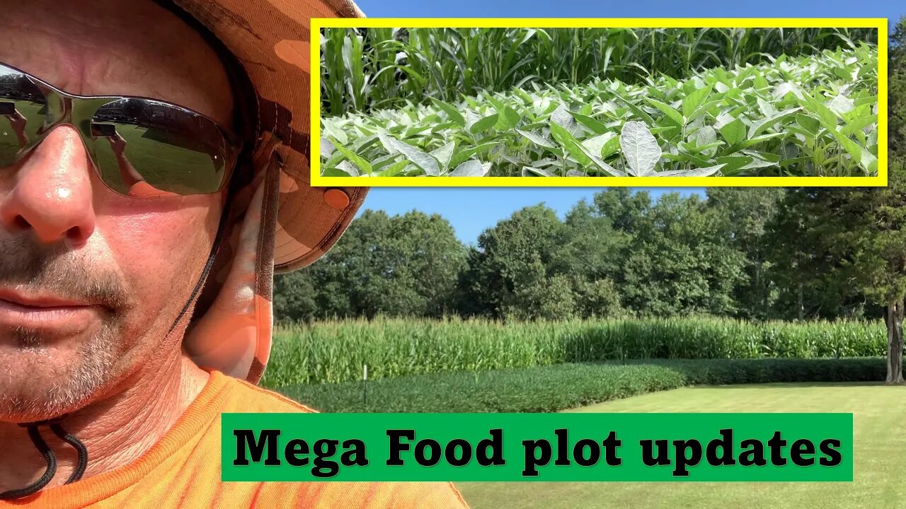 Tuesday night food plot update! (in-depth) Southern Illinois hunting land with Pro staffer Phil!