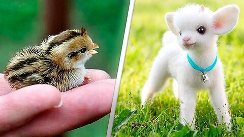 Самые МИЛЫЕ ЖИВОТНЫЕ! МИМИМИШНЫЕ ЖИВОТНЫЕ 2023-THE CUTEEST ANIMALS! MIMILY ANIMALS 20230