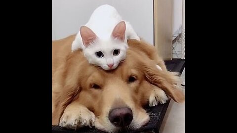 Funny Animals cat and dog video