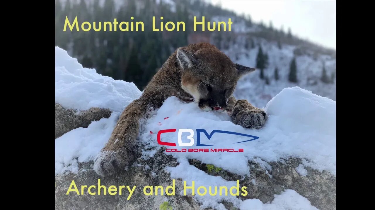 Archery Cougar Hunt with Hounds