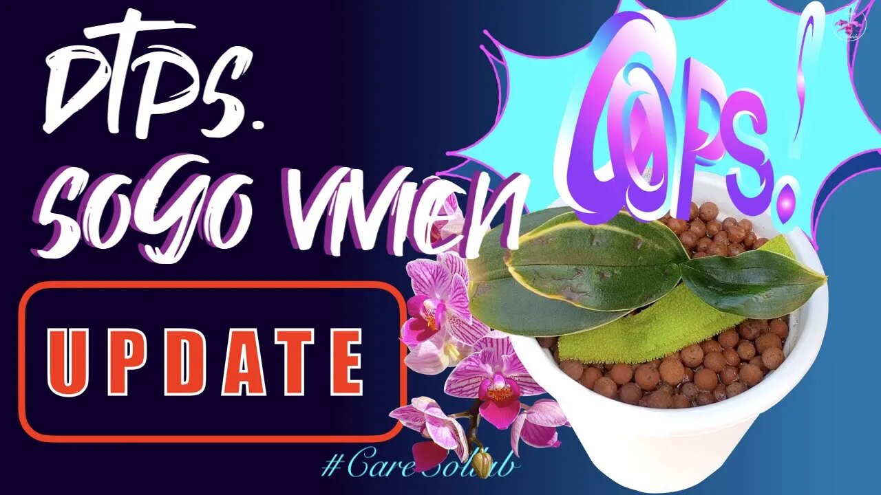 Doritaenopsis Sogo Vivien UPDATE | #CareCollab