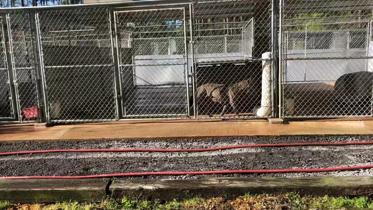 April2, 2021 kennel upgrade