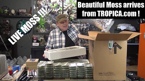 BEAUTIFUL MOSS from TROPICA.com ARRIVES for our Huge Indoor Rainforest Vivarium!