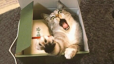 I LAUGHED FOR A WHOLE HOUR 😹 CATS BEST JOKES / FUNNY ANIMALS