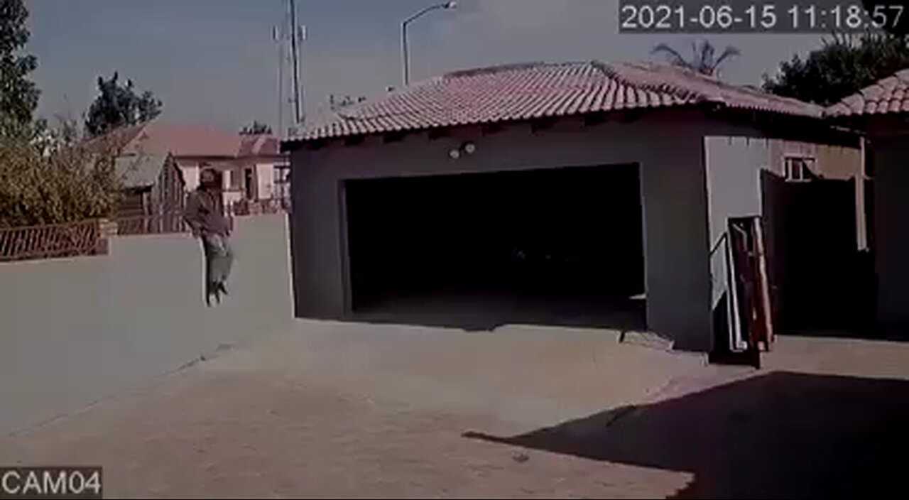 Dogs attacked an invading thief