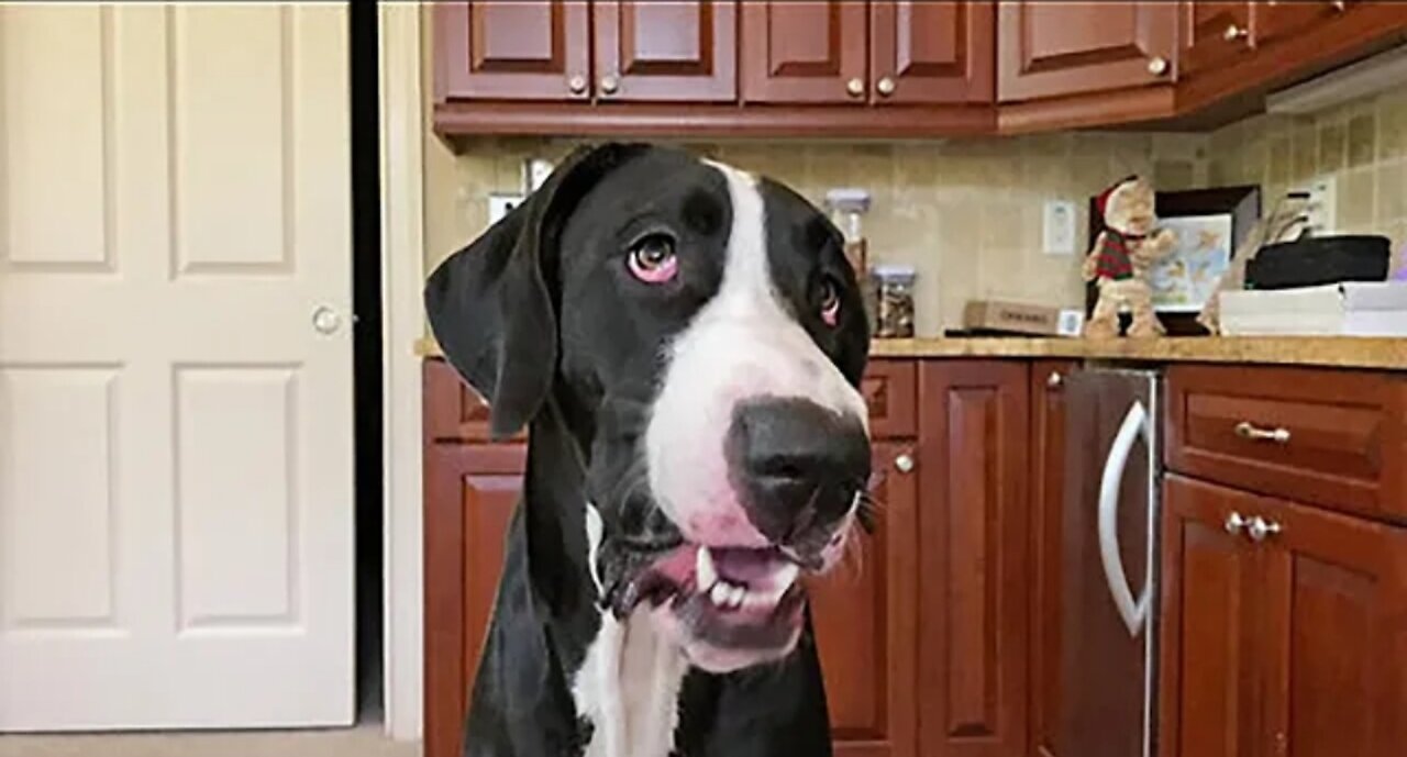 Great dane loves to chomp down on ice cubes