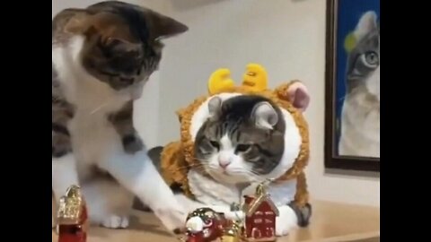 Funny Cat and Dog