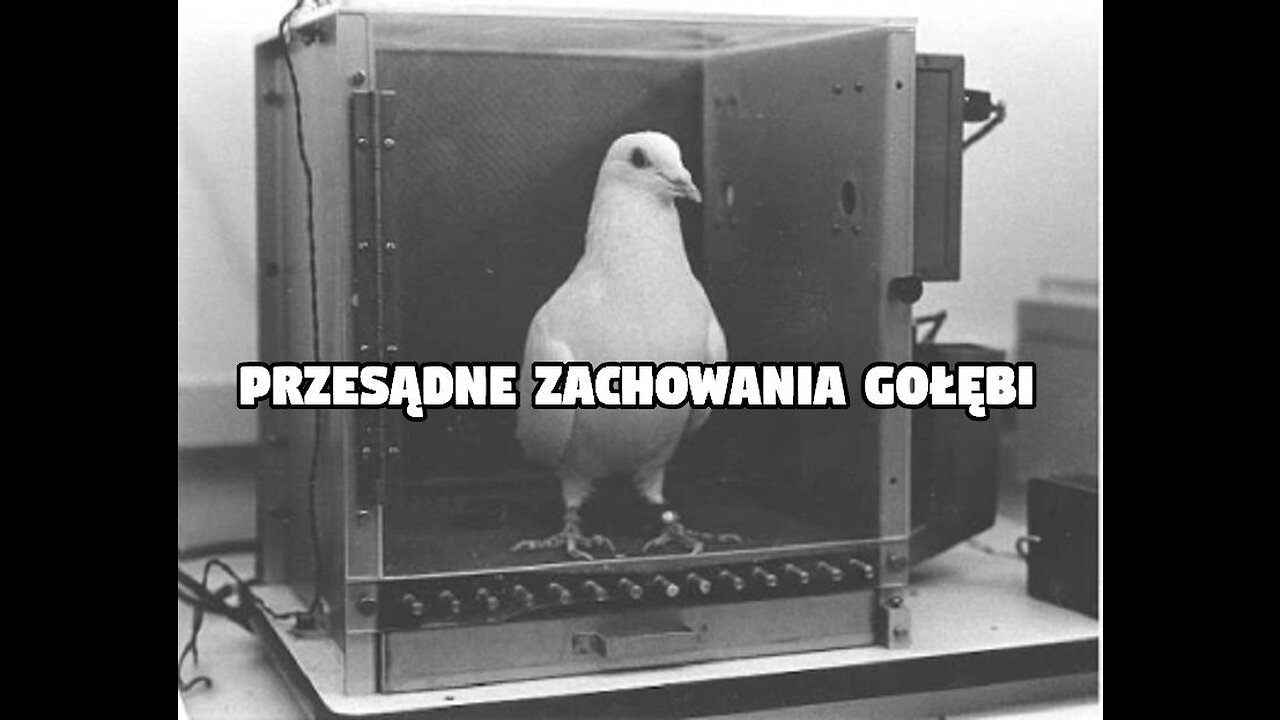 Zachowania przesądne - gołębie i nagrody