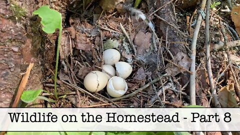 Wildlife on the Homestead - Part 8