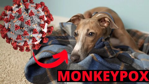 DOG GETS MONKEYPOX