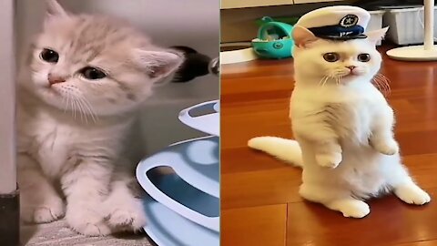 funny cats-baby and cute funny cats