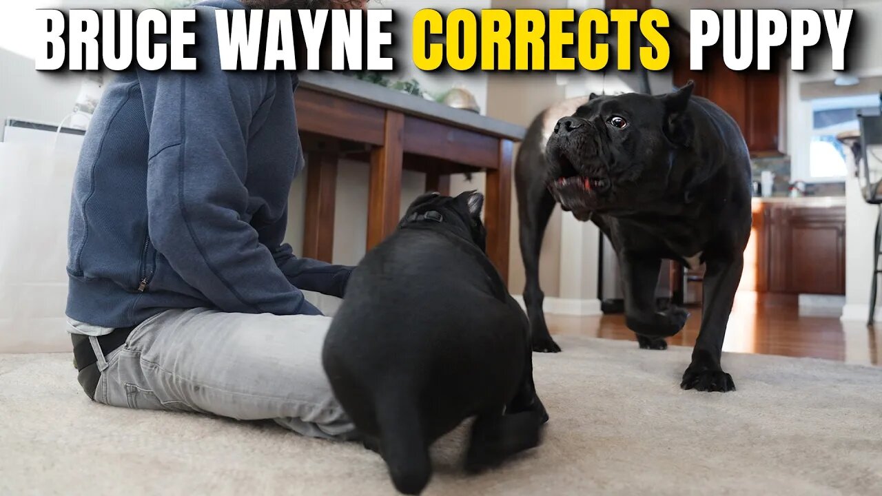 Bruce Wayne Corrects Puppy Joey Justice - Cane Corso Lovers