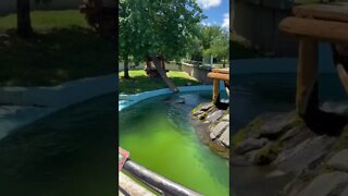 Sea Otters climbing onto a raft