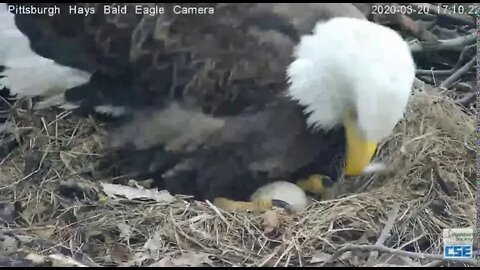 Hays Eagles Mom rolls eggs PIP seen 32020 509pm