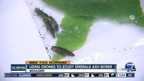 Researchers to use drones to study trees killed by the Emerald Ash Borer