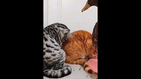 Cat and duck funny 🤣🤣