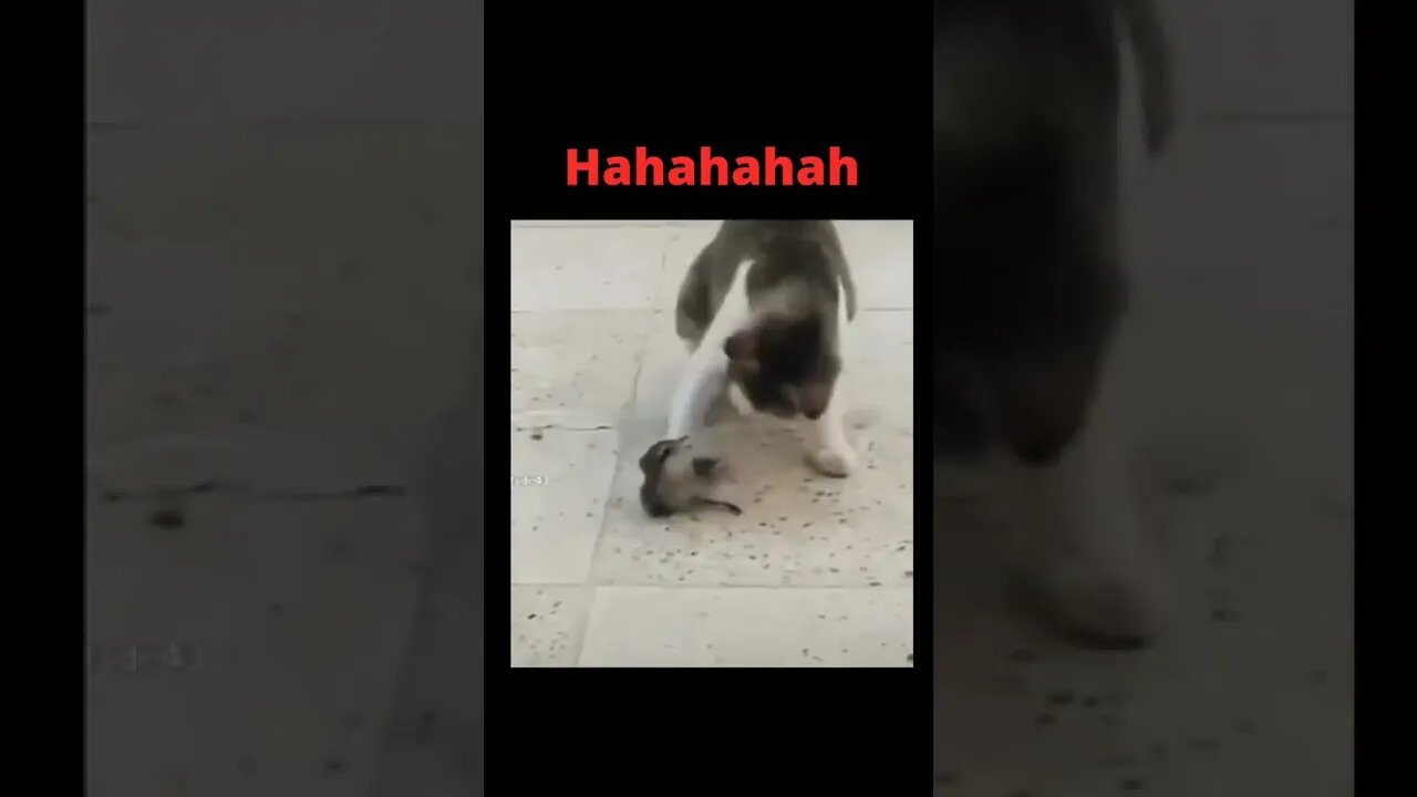 Cat Run 🤣🤣
