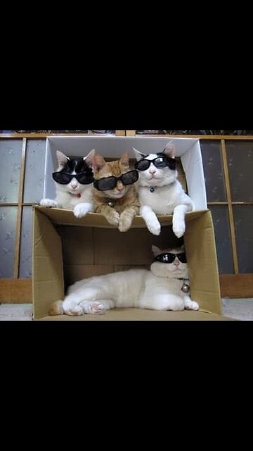 Transform Your Dog into the Perfect Companion! 🐾