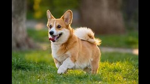 Cute dog