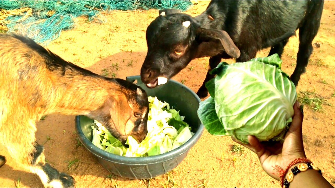 Goat kids Enjoying With Fresh Cabbage