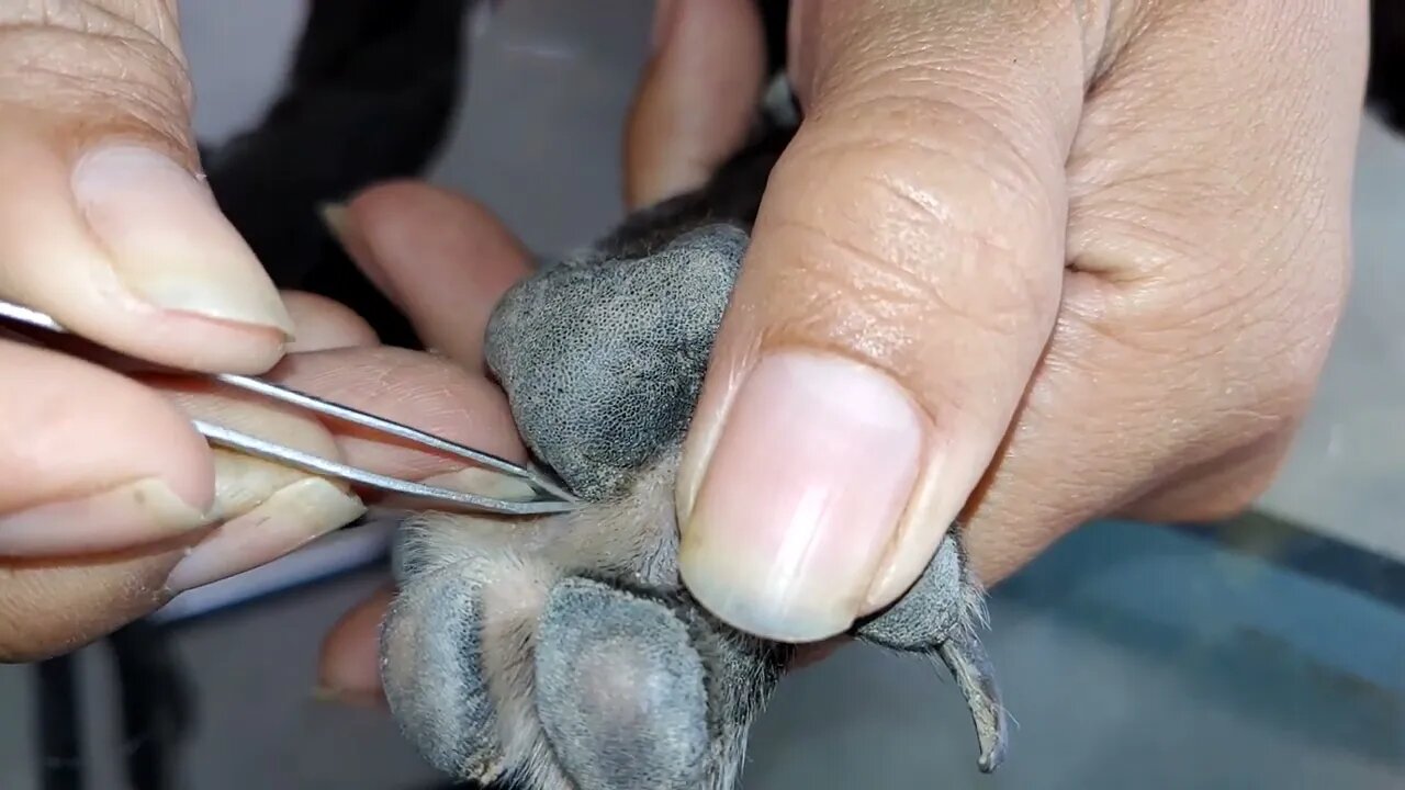 Black dog needs people to save his life. Lady removes ticks completely