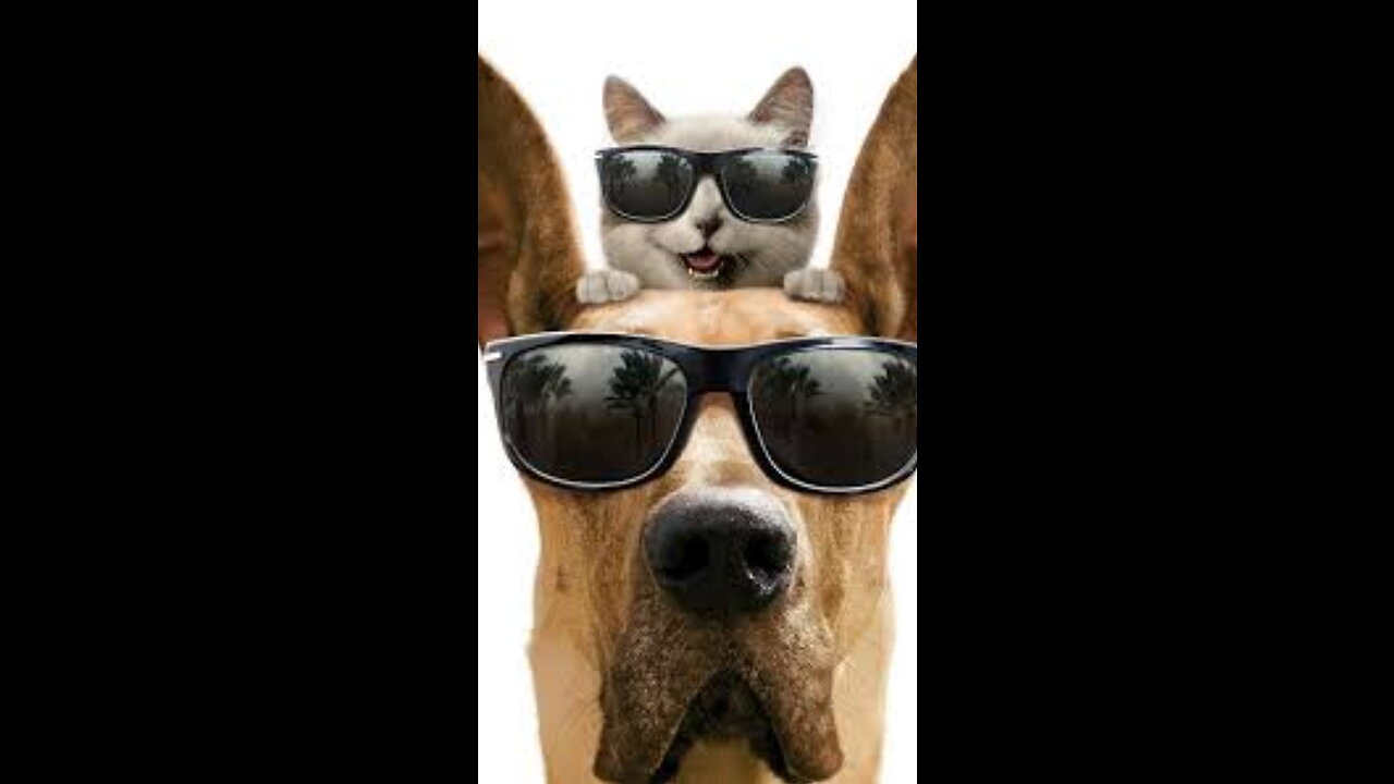Try Not To Laugh Challenge - Funny Cat and Dog vines