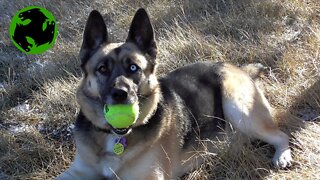 Thea, (newly adopted dog) Happy life/walk video